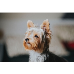 Yorkshire terrier - charakterystyka, pielęgnacja, zdrowie (Encyklopedia psów)