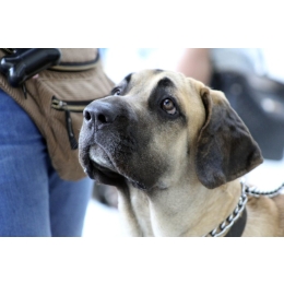 Fila brasileiro (Fila brazylijska) – najważniejsze informacje o rasie. Encyklopedia psów