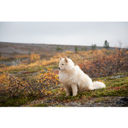 Fiński lapphund (Suomenlapinkoira) - Encyklopedia ras psów