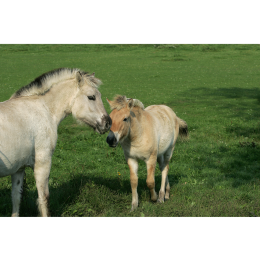 Konie fiordzkie (norweskie), czyli bułane konie Wikingów!