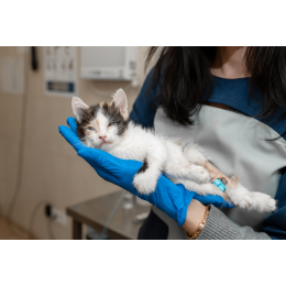 Zapalenie otrzewnej u kota (FIP) - jak postępować?