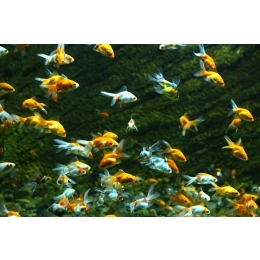 Jakie ryby do oczka wodnego wybrać?