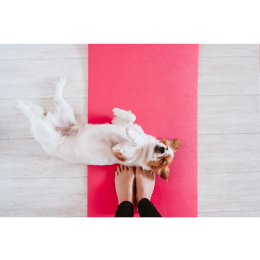 Fitness dla psów - rozciąga, rozluźnia, uczy, ale czy ma wady?