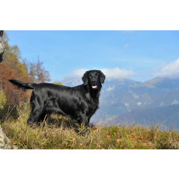 Jaki jest jedyny gładkowłosy retriever? Flat coated retriever - encyklopedia ras psów