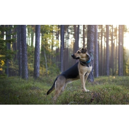 Wścieklizna u psów – objawy, sposób zakażenia i szczepienia