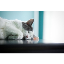 Co powinieneś wiedzieć przed wizytą z psem lub kotem u weterynarza?