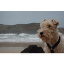 Foksterier – najważniejsze informacje o rasie. Encyklopedia psów