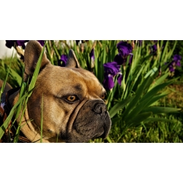 Ugryzienie komara – czy jest groźne dla psa i w jaki sposób chronić przed nim pupila?