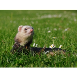 Fretka - najważniejsze informacje i porady