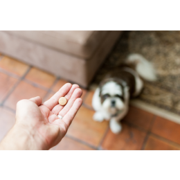 Gabapentyna - przełomowy lek w weterynarii?