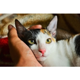 Gdzie głaskać kota? Przedstawiamy mapę kocich stref przyjemności