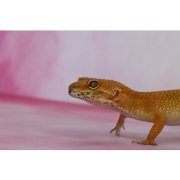 Gekon - hodowla gekona w domu. Najważniejsze informacje o gatunkach i wymaganiach hodowlanych gekonów