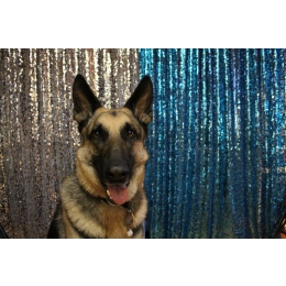 Jakie są rasy psów policyjnych? Na czym polega ich szkolenie i praca?