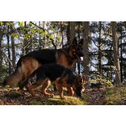 Owczarek niemiecki – najważniejsze informacje o rasie