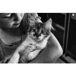 Jaki kot dla dziecka będzie najlepszy – cechy charakteru i wybrane rasy