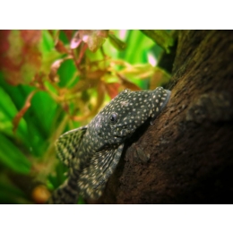 Glonojady - jakie są te popularne ryby akwariowe?