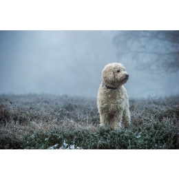 Goldendoodle – najważniejsze informacje o rasie