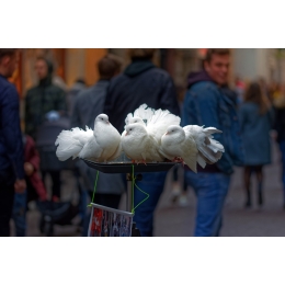 Co jedzą młode gołębie? Czym karmić gołębie w zależności od ich potrzeb?