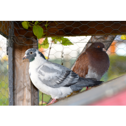 Co może cię zadziwić w gołębiach pocztowych?