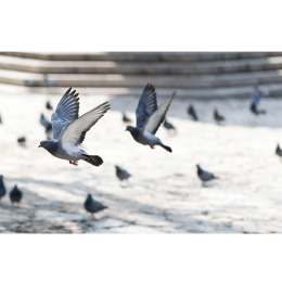 Gołębie - co powinieneś wiedzieć o tych miejskich ptakach?