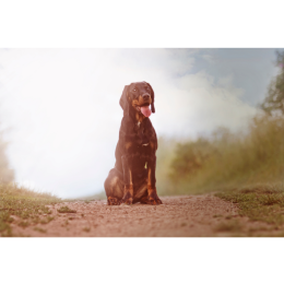 Gończy polski - druga gończa rasa Polski. Encyklopedia ras psów