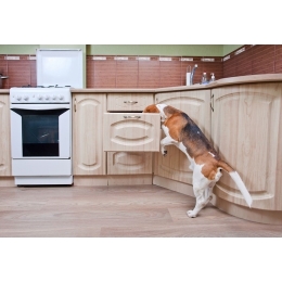 Gotowane jedzenie dla psa – czy jest zdrowe?