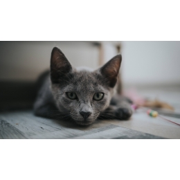 Pozycja bólowa u kota: jak rozpoznać, że Twój pupil cierpi?