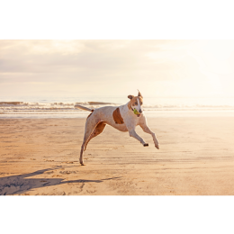 Pies greyhound - najszybszy z chartów. Encyklopedia ras psów