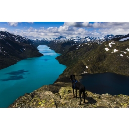 Encyklopedia ras: Greyster – pies, który najszybciej ciągnie sanie