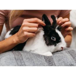 Czy warto zdecydować się na strzyżenie królika?