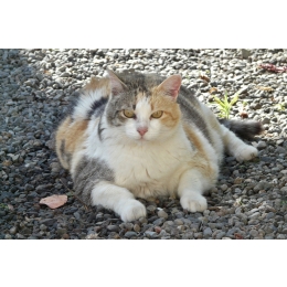 Otyłość u psa i kota - weterynarz radzi