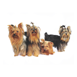 Grupa III psów w FCI: Teriery - jakie są to psy?