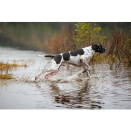 Grupa VII psów w FCI: Wyżły – rodzaje i opis