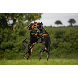 Grupa II FCI: Pinczery i sznaucery, molosy, szwajcarskie psy górskie i do bydła, pozostałe rasy