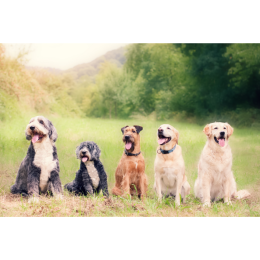 Grupa VIII psów FCI – Aportery, płochacze i psy dowodne