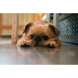 Gryfoniki – przedstawienie i opis odmian - Encyklopedia psów