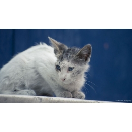 Jak rozpoznać grzybicę u kota?