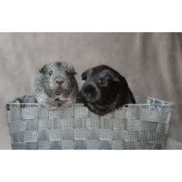 Grzybica u świnki morskiej – objawy i sposoby leczenia