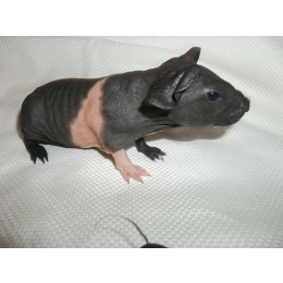 Kawia domowa rasy Skinny - charakterystyka, pielęgnacja, zdrowie (Świnka morska Skinny)