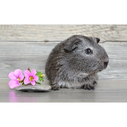 Jak łączyć ze sobą dorosłe świnki morskie?