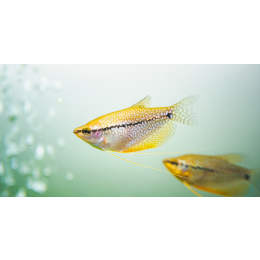 Gurami mozaikowy (perłowy) - poradnik akwarystyczny