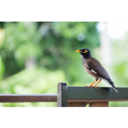 Gwarek (Gracula religiosa) - najważniejsze informacje o gatunku