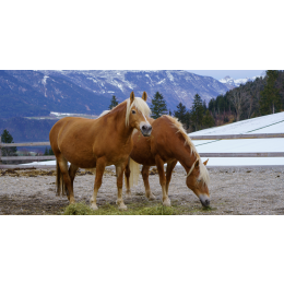 Konie haflinger - moc i wytrzymałość! Opis rasy