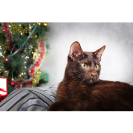 Kot hawański (havana cat) - Encyklopedia ras kotów