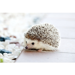 Jeż domowy – opieka, pielęgnacja, karmienie. Jak zajmować się jeżem?