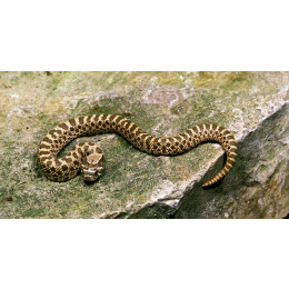 Heterodon - najważniejsze informacje