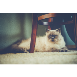 Kot himalajski (perski colourpoint) - Encyklopedia ras