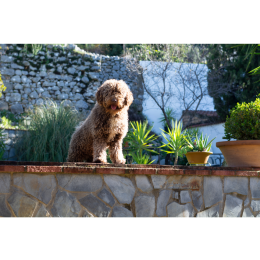 Hiszpański pies dowodny (Perro de Agua Espanol) – Encyklopedia psów