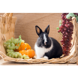 Królik holenderski - najważniejsze informacje o rasie