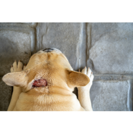 Hot spot - co to jest i jak pomóc pupilowi?